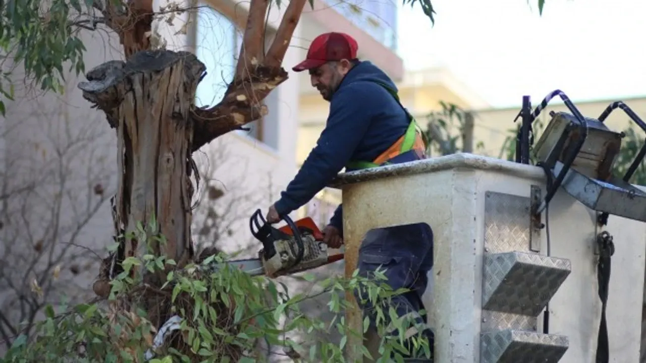 Ağaç Budama Başvuru